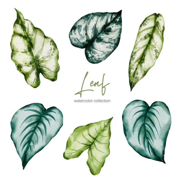 Kostenloser Vektor set aus tropischen eleganten monstera und caladium im aquarellstil