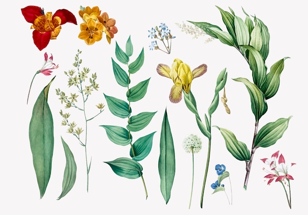 Set Blumen und Pflanzenabbildungen