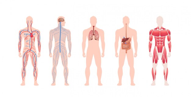 Set Menschliche Korper Innere Organe System Kreislauf Nervenmuskelstruktur Anatomie Physiologie Vorderansicht In Voller Lange Horizontal Premium Vektor