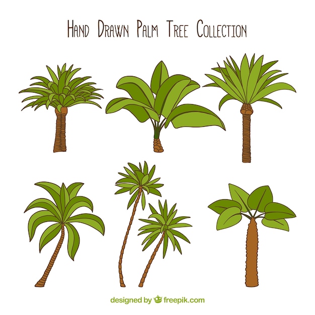 Set von handgezeichneten Palmen