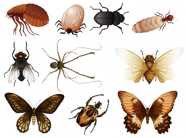 Set von Käfer und Insekten