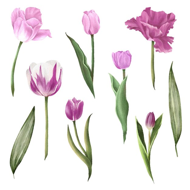 Set von separaten Teilen und bringen Sie zu einem schönen Blumenstrauß in Aquarellstil auf flacher Vektorillustration auf weißem Hintergrund zusammen