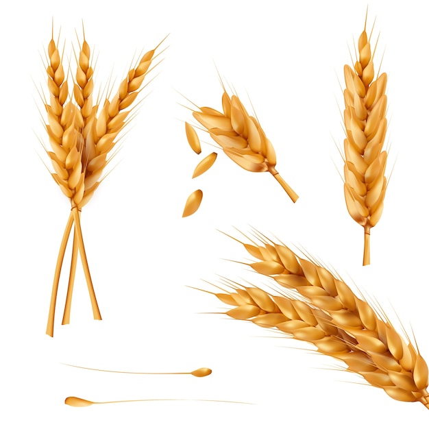 Set von Vektor-Illustrationen von Weizen Ährchen, Getreide, Weizen Weizen isoliert auf weißem Hintergrund.