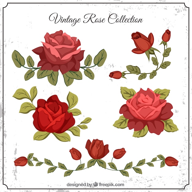 Set von vintage rosen mit blättern