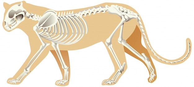 Kostenloser Vektor skelett des leoparden auf weißem hintergrund