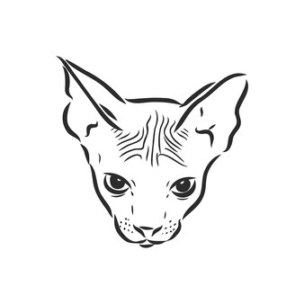 Skizze einer sphinxkatze isoliert auf einem weißen hintergrund sphinxkatzenvektorskizze