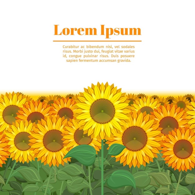 Sonnenblumenfeld. Reihe der Sonnenblumenillustration. Endloses Feld mit Sonnenblume