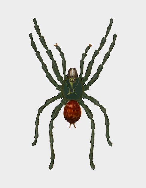 Kostenloser Vektor spinne