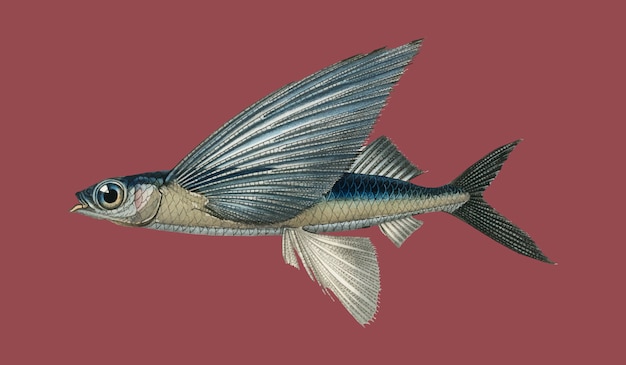 Stropischer zweiflügeliger fliegender Fisch (Exocoetus Volitan), illustriert von Charles Dessalines D&#39;Orbigny (1806)