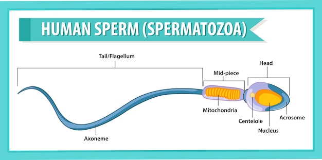 Kostenloser Vektor struktur der menschlichen spermien oder spermatozoen