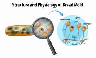 Kostenloser Vektor struktur und physiologie des brotschimmels