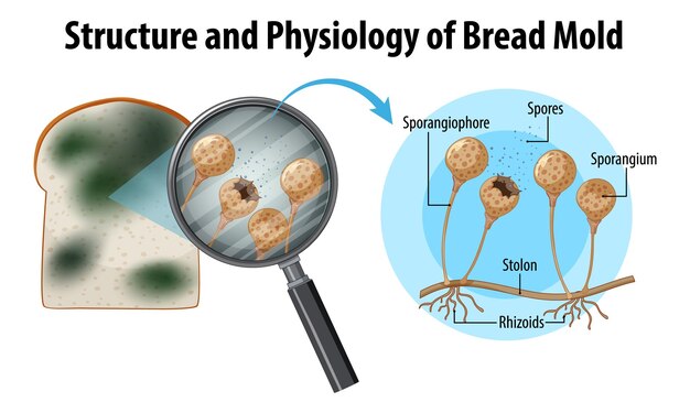 Struktur und Physiologie des Brotschimmels