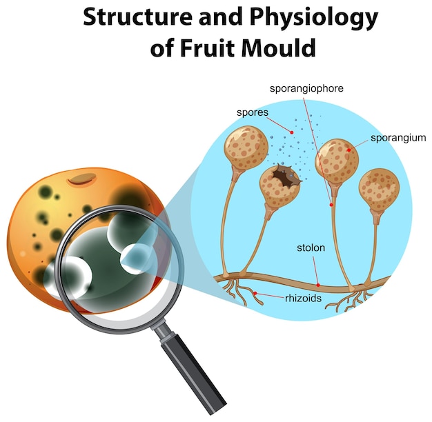 Struktur und physiologie des orangenschimmels