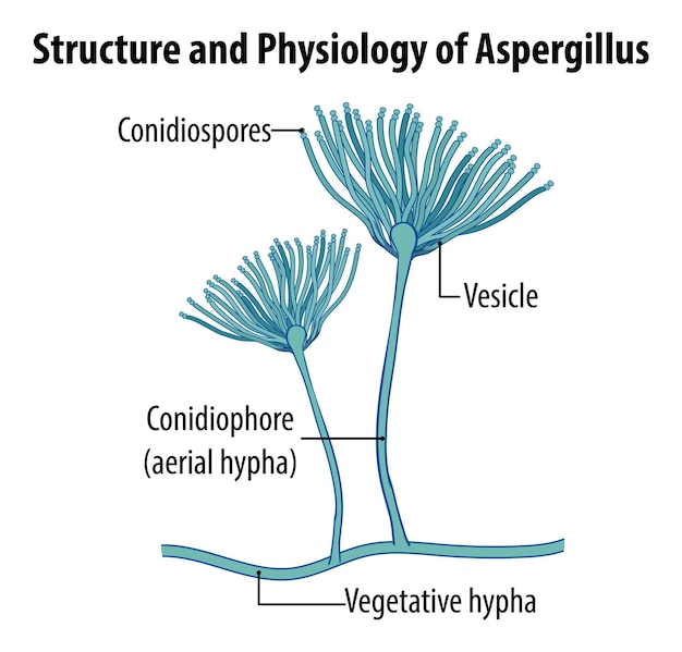 Kostenloser Vektor struktur und physiologie von aspergillus