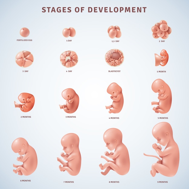Stufen Menschliche Embryonalentwicklung