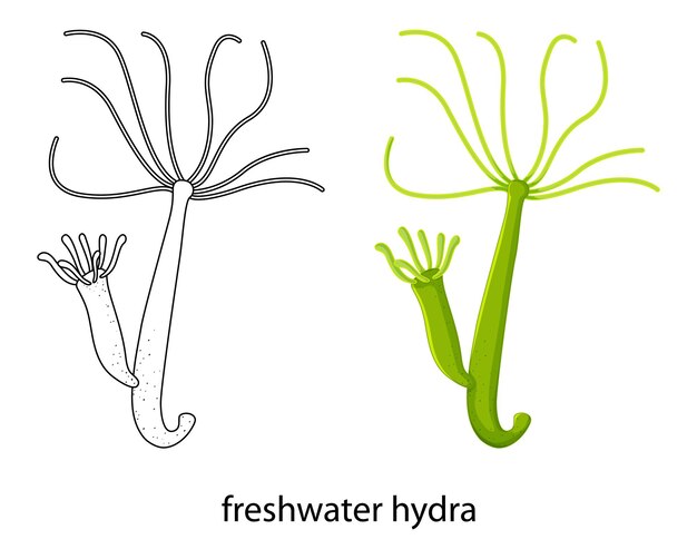 Kostenloser Vektor süßwasserhydra in farbe und doodle auf weiß