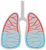 Kostenloser Vektor symbol der menschlichen lunge auf weißem hintergrund