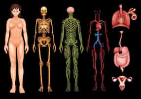 Kostenloser Vektor systeme des menschlichen körpers