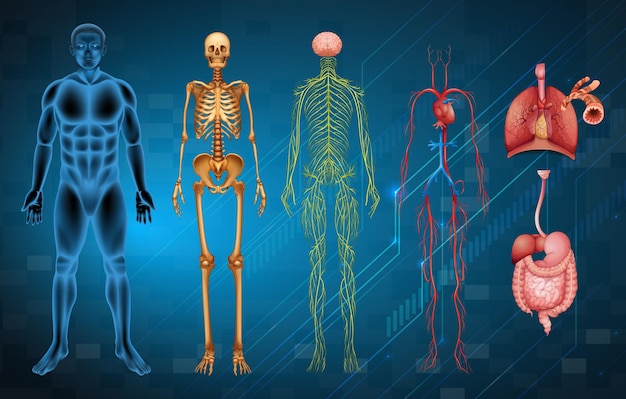 Systeme des menschlichen Körpers