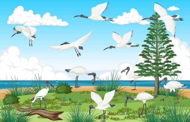 Szene im Freien mit australischer weißer IBIS-Gruppe