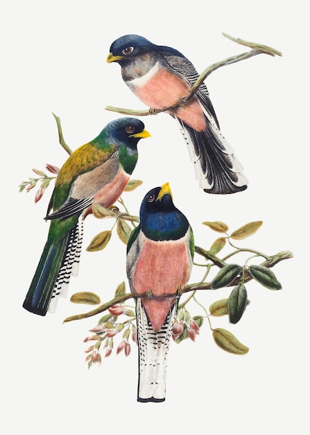 Trogon-Vogel-Vektor-Tier-Kunstdruck, remixed aus Kunstwerken von John Gould und William Matthew Hart