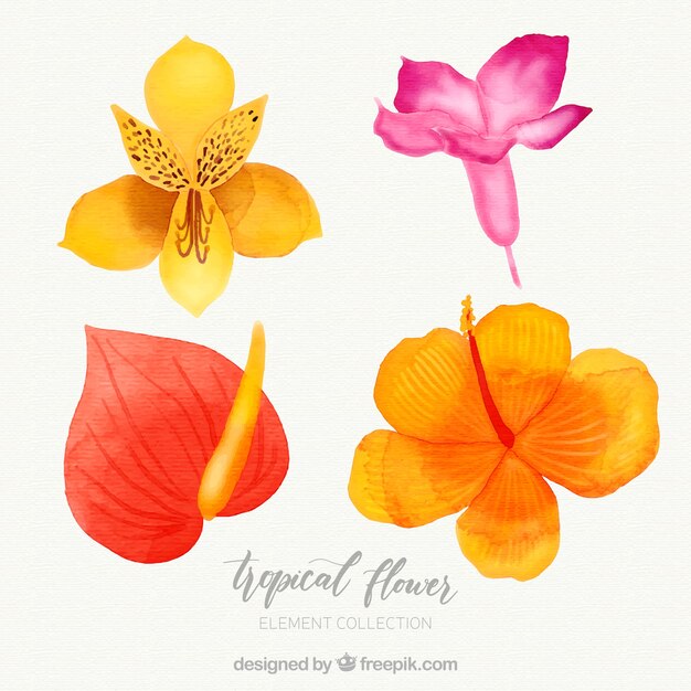 Tropische Blumen Sammlung in Aquarell-Stil