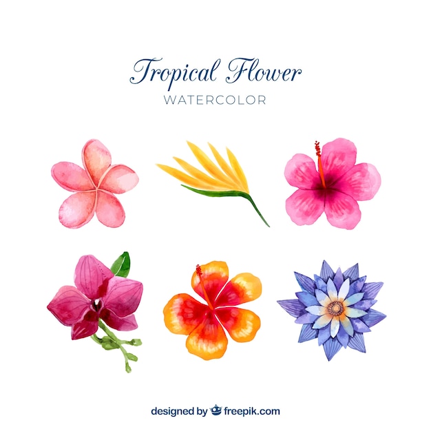 Tropische Blumen Sammlung