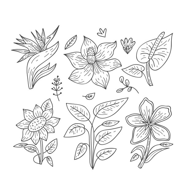 Tropische Blumen- und Blattsammlung