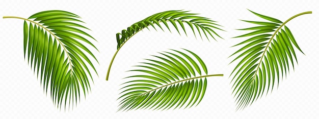 Tropische grüne Palmblätter isolierter Satz