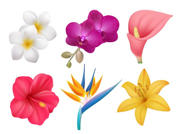 Premium Vektor Plumeria Blumen Zeichnen Und Skizzieren Mit Linearer Kunst