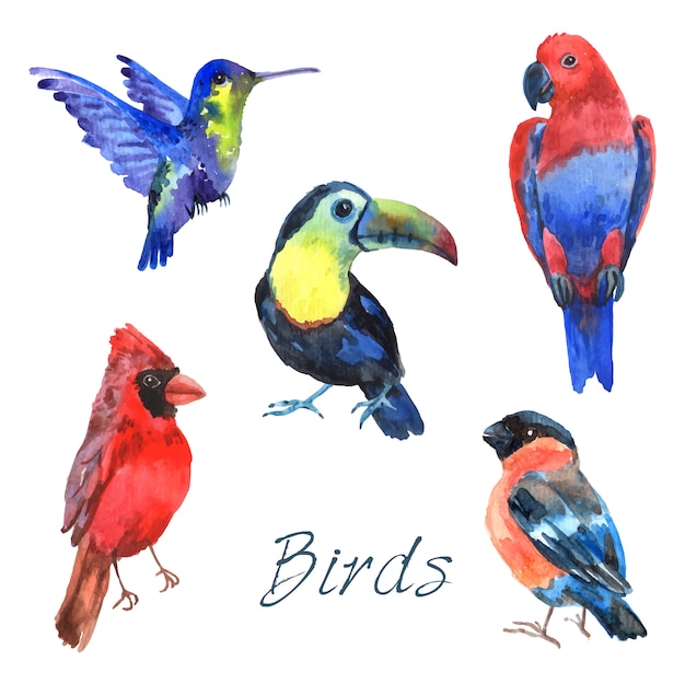 Tropische Regenwaldpapageienvögel mit schönem Gefieder und gekrümmter Aquarell-Piktogrammsammlung extrahierten lokalisierte Vektorillustration