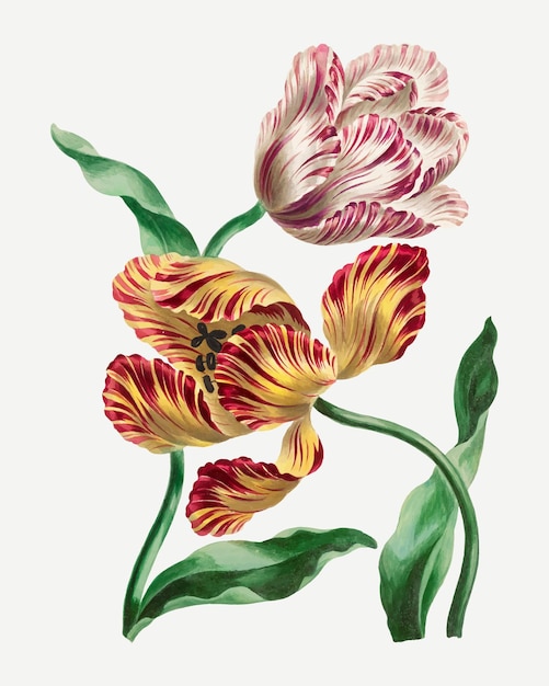 Tulpen-Vektor-Vintage-Blumen-Kunstdruck, remixed von Kunstwerken von John Edwards