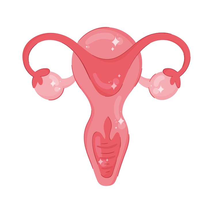 Kostenlose Vektor uterus weibliches organ
