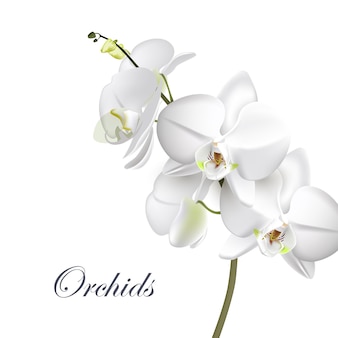 Vektorrealistische darstellung von weißen orchideenblüten auf isoliert auf weißem hintergrund