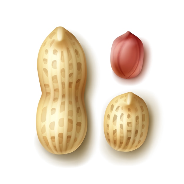 Vektorsatz der ganzen Erdnüsse mit Schale schließen oben Draufsicht lokalisiert auf weißem Hintergrund