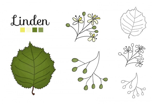 Vektorsatz Lindenbaumelemente Lokalisiert Botanische Illustration Des Lindenblattes Brunch Blumen Fruchte Ament Kegel Schwarz Weiss Clipart Premium Vektor