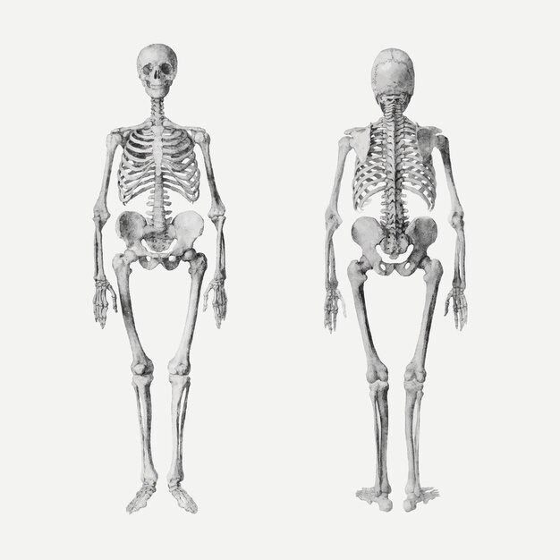 Vektorzeichnung menschlicher Skelette, remixed aus Kunstwerken von George Stubbs