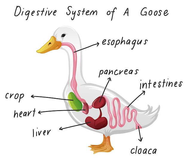 Kostenloser Vektor verdauungssystem einer gans