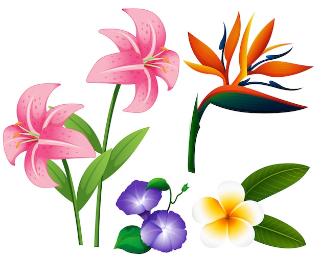 Verschiedene Arten von Blumen