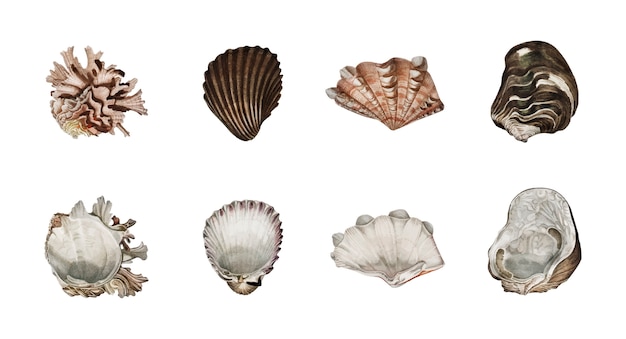 Kostenloser Vektor verschiedene arten von mollusken von charles dessalines d orbigny (1806-1876) illustriert.