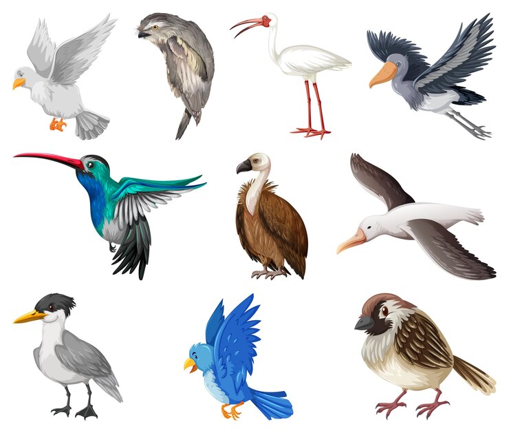 Kostenlose Vektor verschiedene arten von vogelsammlungen