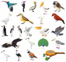 Kostenloser Vektor verschiedene arten von vogelsammlungen