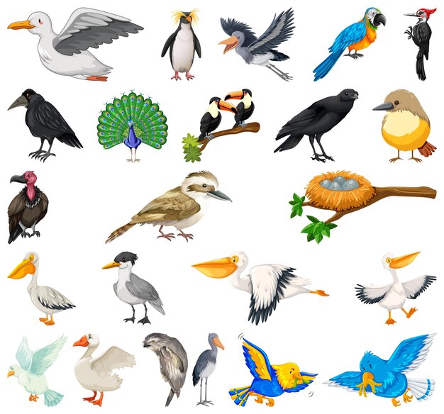 Verschiedene Arten von Vogelsammlungen