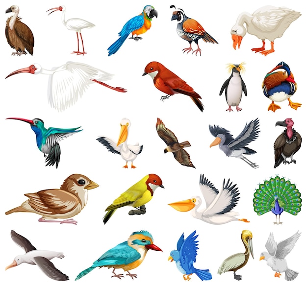 Verschiedene Arten von Vogelsammlungen