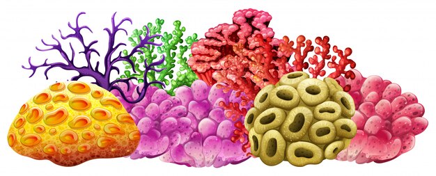 Verschiedene Farben des Korallenriffs