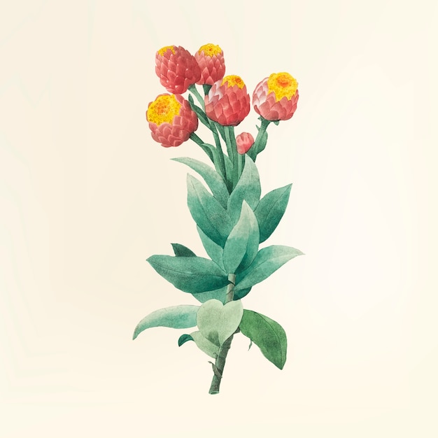 Vintage Blumenillustration