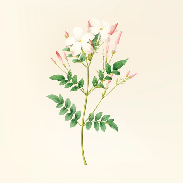 Vintage Blumenillustration