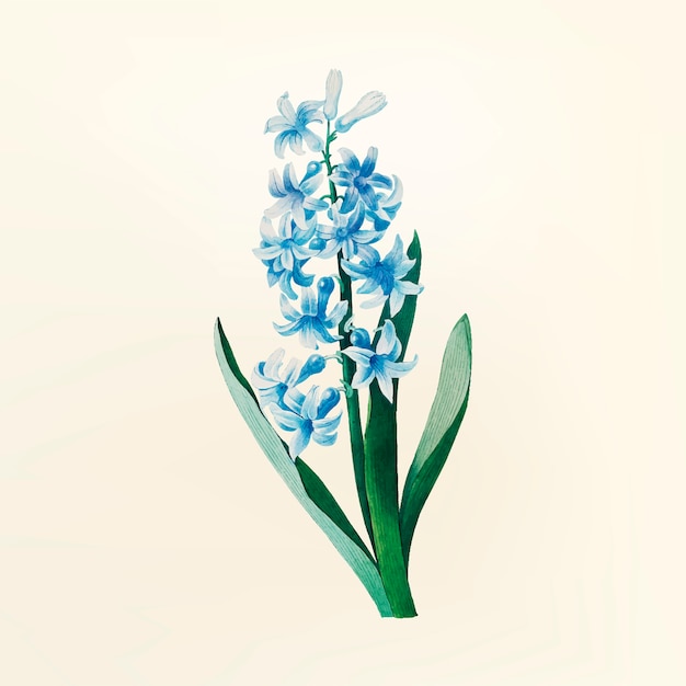 Vintage blumenillustration