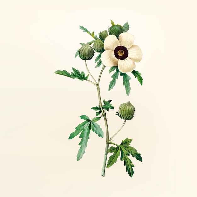 Vintage Blumenillustration