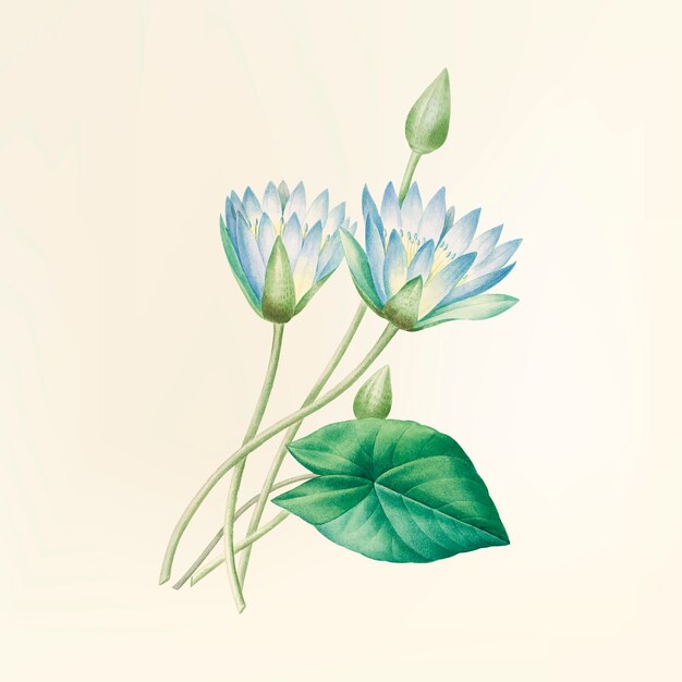 Vintage Blumenillustration